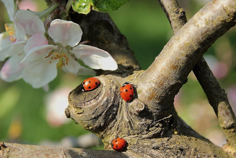 Ladybug in the garden