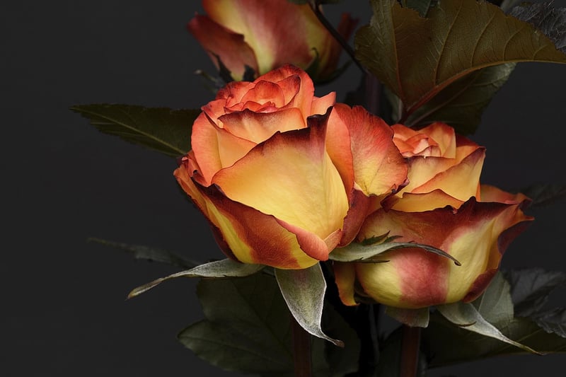 Summer Roses