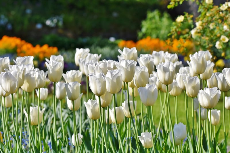 Spring Tulips